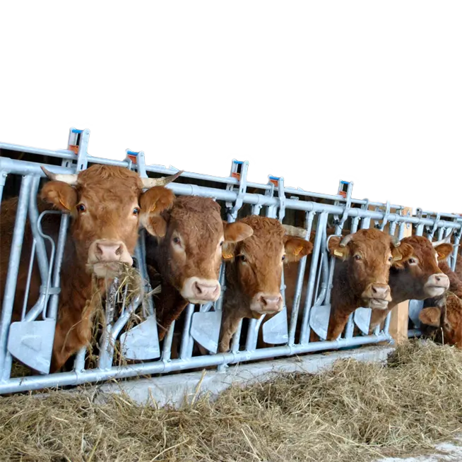 Kühe in einem Stall