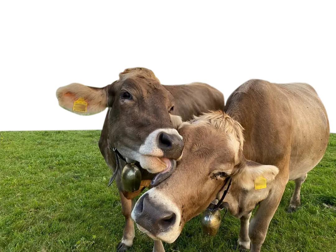 Kühe auf einer Wiese